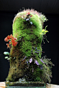 Terracotta tubes used as plant bases for moss and orchids. Love it