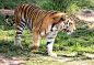 tiger-wild-looking-walking-3acb6a2ad7ddb517b6a60d1103201f36