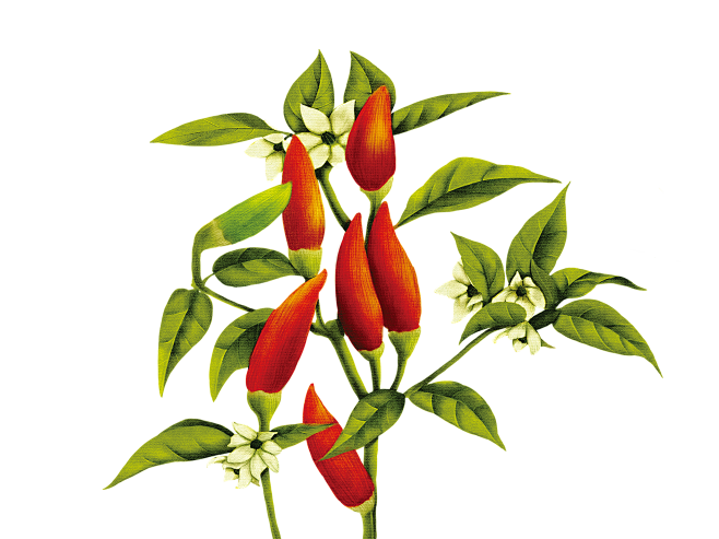 人间遍是星河从_double又转采于2021-12-17 18:06:09辣椒手绘人间遍是