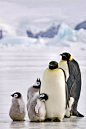 Polar penguin portrait