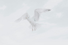 MgY5uhIK采集到Bird