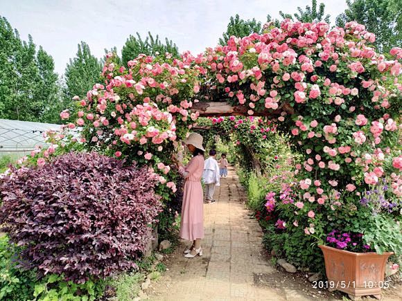 【图片】农妇花园___2019【月季花吧...