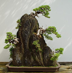 山渏采集到盆景