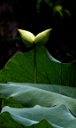 Photograph Mini Twin White Lotus by Sherman C. on 500px