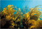 深海巨藻