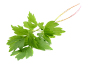 川芎