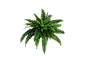 Png Plant C by Moonglowlilly