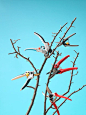 Pruners Cutting Branches while Floating in Mid Air, Studio Shot by Radius Images on 500px