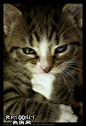 猫的搞笑图片第二季(6)-动物热图-热图网