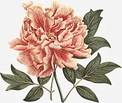 手绘插画绽放牡丹高清素材 娇嫩花朵 手绘 插画 牡丹 红色花朵 绽放 花 花朵 免抠png 设计图片 免费下载