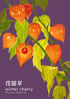 花花菜菜菜采集到手绘风格