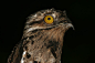 发现这几天用的林鸱( Potoo)，尤其是普通林鸱(Common Potoo)的照片当表情
