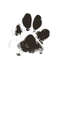 狗爪子, 爪子印, 爪印, 狗, 矢量图像, 爪印, 爪印, 爪印, 爪印