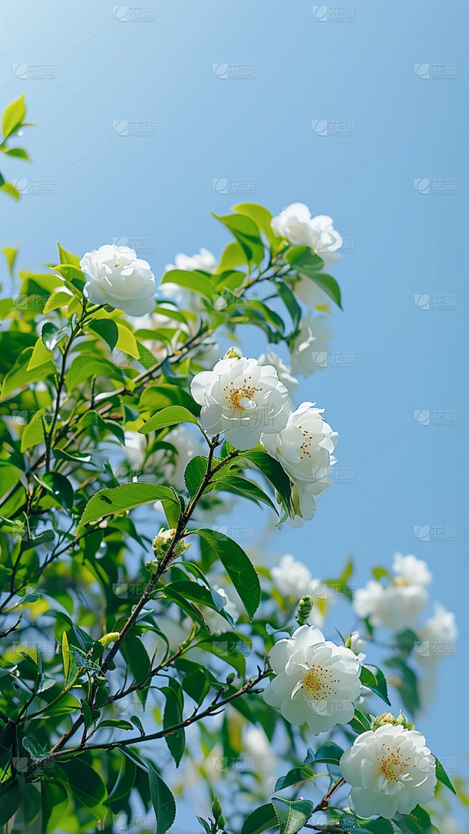 春天春季春日氛围感实景繁花背景场景图片素材素材-花瓣网
