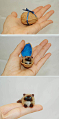 太可爱了！Mini Himalayan cat in nutshell/by ~amber-rose-creations