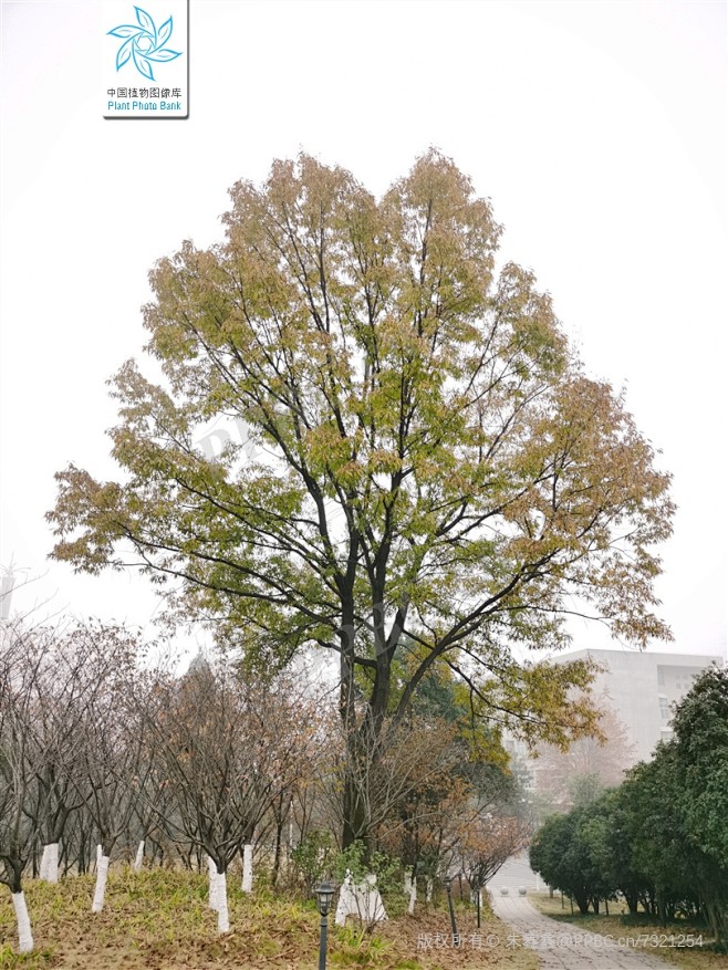 麻栎 Quercus acutissima Carr. 中国植物图像库