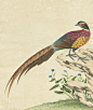 外销画册选辑 - 书格-191