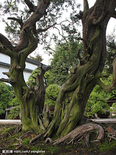 砳砳DLL采集到植物