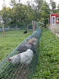 [转载]【庭院DIY】花园里的鸡舍——经济型