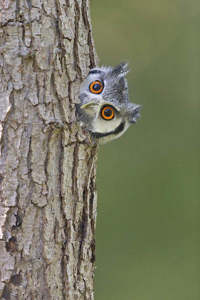 鸮形目鸱鸮科白脸角鸮属白脸角 