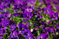 三色紫罗兰,背景,纹理,紫色,植物园,亚麻布,芳香的,夏天,明亮,白色