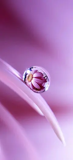 iPhonex/xs/max植物花卉系列壁纸