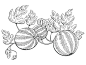 西瓜图形灌木植物黑白孤立素描插图向量插画图片