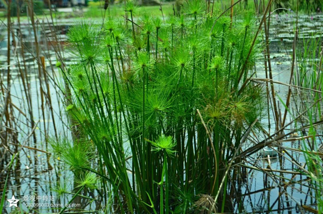 纸砂草