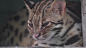关闭豹猫(Prionailurus Bengalensis)