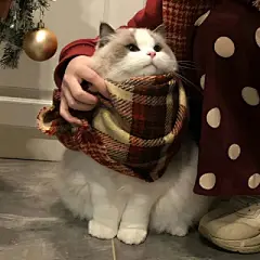 猫咪头像 - 高清图片，堆糖，美图壁纸兴趣社区