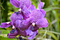 蝴蝶兰高清图片，紫色兰花高清桌面图片素材