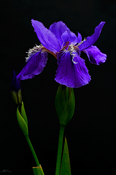 琲ღ琲采集到花