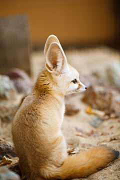 白兎行采集到動物園