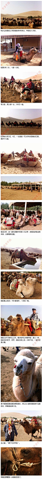 敦煌鸣沙山景区有900多头工作的骆驼，年龄在3-20岁。驮人游玩100元/次，一趟一小时。在旺季，一头骆驼从早6点到日落，最多十几趟，客流多就没的休息。一天只吃一顿。鼻子是它最软最怕疼的部位，主人牵着骆驼鼻子走，“疼了它才听话。”