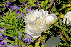 白牡丹花-近