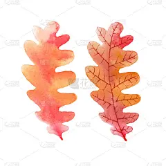 手绘水彩插画的秋天橡树叶在白色的背景