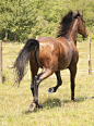 【新提醒】【300积分免费】骑马姿势与马的动作参考（77P） - 书籍照片素材 CGINK美术资源网