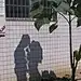 江西财经大学21楼栋下的这颗树 影子很好玩_大旗社会_大旗网