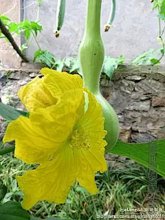 农家豆棚瓜架拍黄花, 刘星云旅游攻略