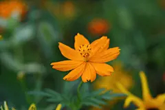大自然唯美花草绿色护眼植物图片精美桌面壁纸
 1440×900