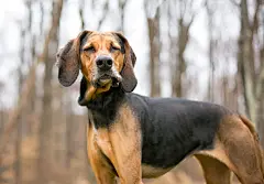 点击来源直接获取大图文件 |A red and black Coonhound dog with its eyes closed and a funny expression on its face