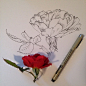 插画家Noel Badges Pugh在Tumblr上的素描作品，包括了不同类型的花的描绘，逼真、细致。