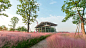 新加坡·南京生态科技岛景观设计 | AECOM_景观中国 : 2017年10月仅几个周末的时间，便有累计超过5万名游客到访新加坡·南京生态科技岛，只为共赏粉黛乱子草的盛放之美。作为这片粉色田野所在地滨江风光带的景观设计执笔者，AECOM不仅勾勒出岛上美丽景致，进一步拉进了人与自然间的距离，更从绿色基础设施的角度出发，通过贯通风景秀丽的慢行连续流线、保留场地遗迹、循环利用在地材料、