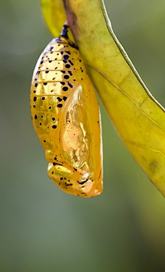 熊涛涛采集到生物