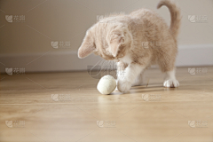山吹RIN采集到小猫小狗