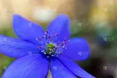 美丽的春天蓝色的花。开花夏季抽象背景。模板宏花背景与小蓝色花盛开