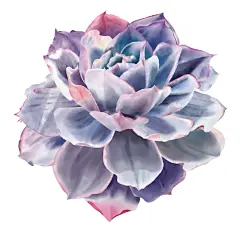 晚霞之舞  白稿