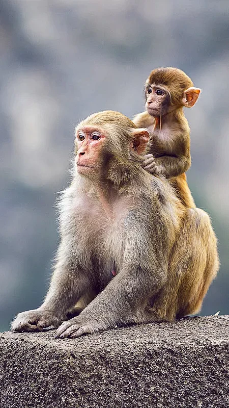 猴子妈妈和猴子宝宝图片下载