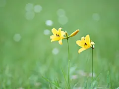 清新烂漫的鲜花写真桌面高清壁纸桌面壁纸3