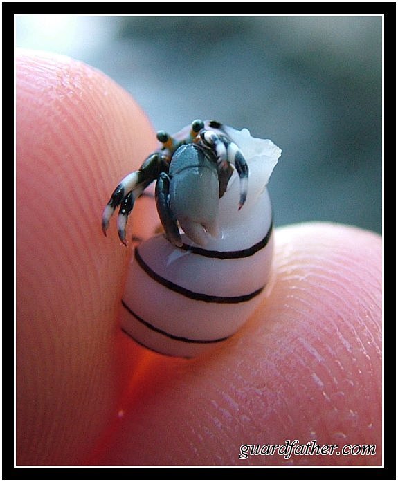 Tiny Hermit Crab 3 b...